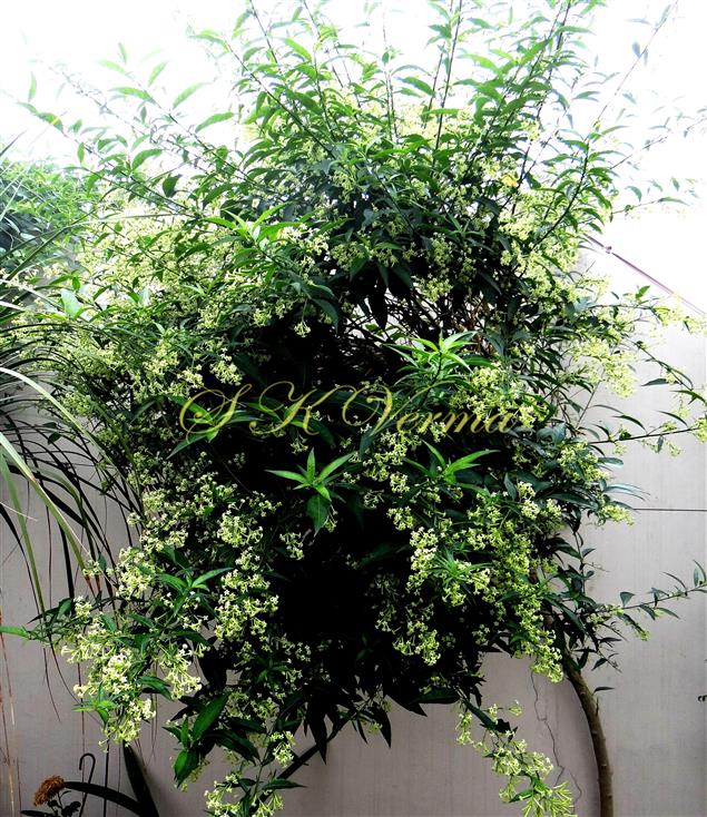  Plant